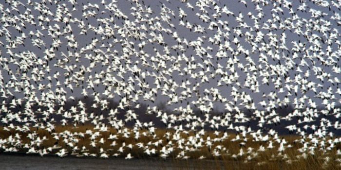 Thousands of Birds Reportedly Die After Landing in Toxic Water