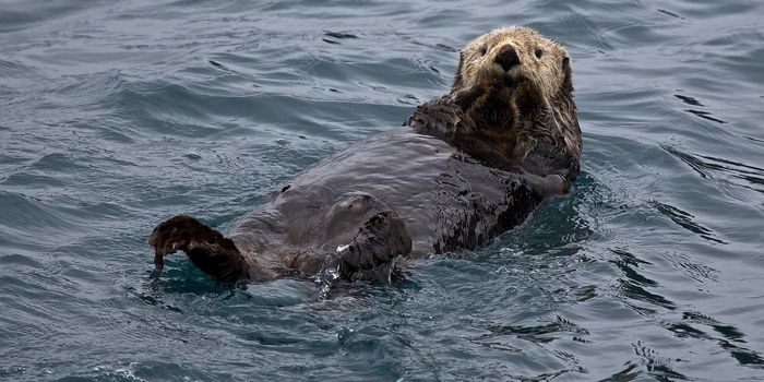Sea Otters Have Used Tools Longer Than Dolphins Have