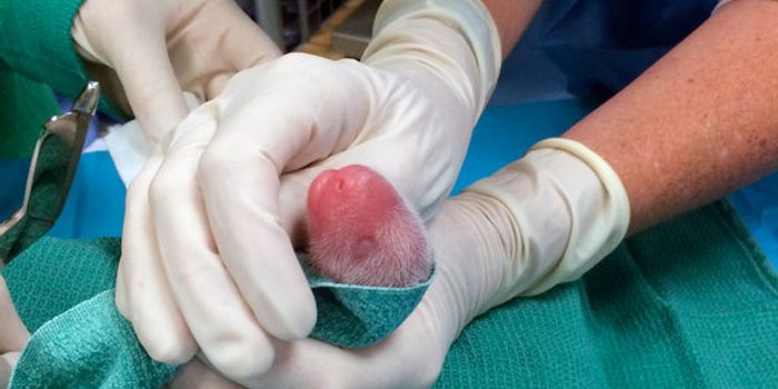 Giant Panda At National Zoo Gives Birth to Two Healthy Twin Cubs