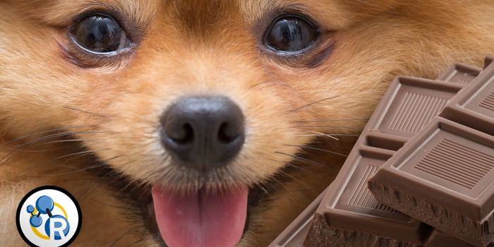 Why Chocolate Is Bad For Dogs