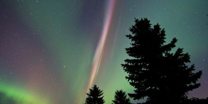 Get to Know Steve, an Aurora-like Phenomenon across Canadian Night Sky