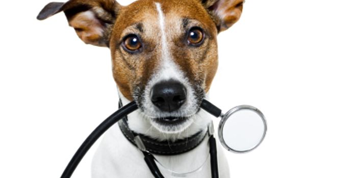 Paging Dr. Dog