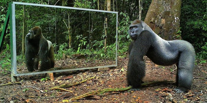 This is What Happens When You Place a Big Mirror in Front of Wild Jungle Animals