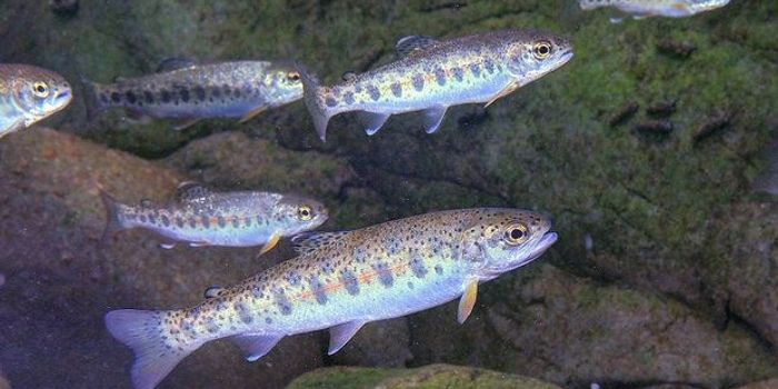 Steelhead Trout Population Data Reveals Low Survival Rate for Young Fish