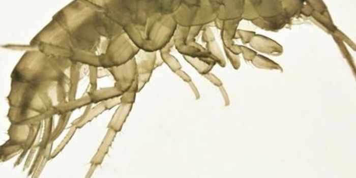 Making Accurate Assessments of the Environmental Impact of Pollution