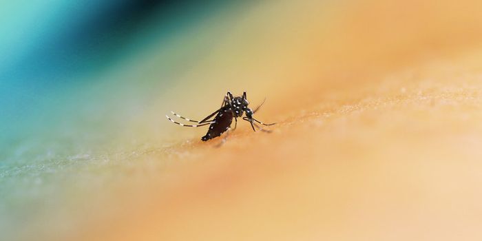 Dramatic Increases in Chikungunya Virus Cases