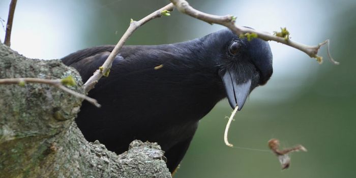 Betty the Crow Probably Wasn't a Genius Just Because She Bent Stuff