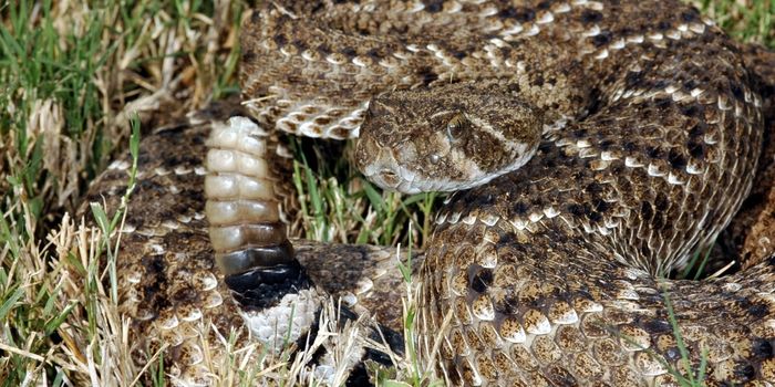 How a Rattlesnake's 'Rattle' Works