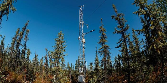 Twenty Years of CO2 Flux: Insights from Northern Permafrost Forests