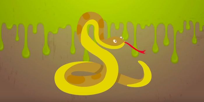 These Are Some of the Most Venomous Animals on Earth