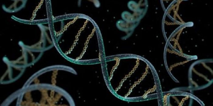 "STING" Protein Activates As Immune Cells Recognize Viral DNA