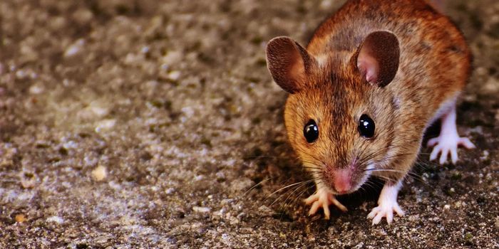 Why Drugs that Work on Mice Don't Work on Humans