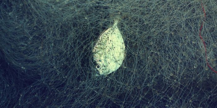 Ghost Gear is Haunting Marine Life