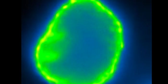 Artificial Cell Membrane Capable of Remodeling is Created