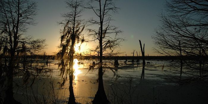 Goodbye to Louisiana