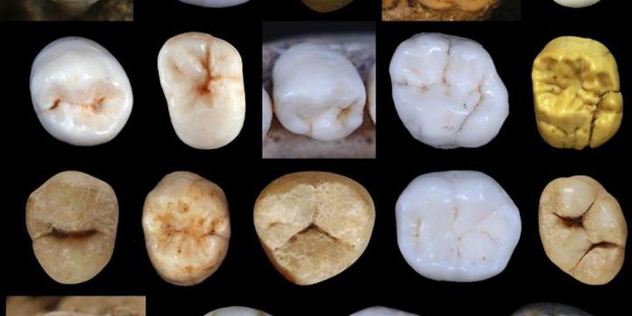 Modern Humans and Neanderthals Diverged Much Earlier Than Thought