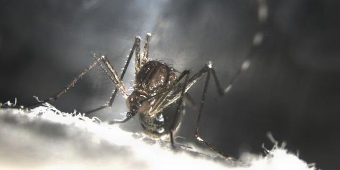 The Risks & Rewards of Genetically Altered Mosquitoes