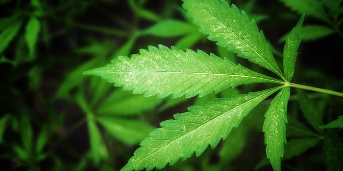 Study Links Chronic Cannabis Use with Sleep and Memory Problems