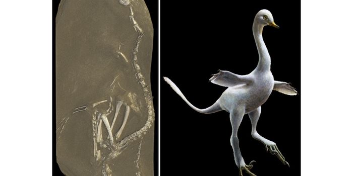 Mongolian Fossil Sheds Light on Entirely New Dinosaur Genus and Species