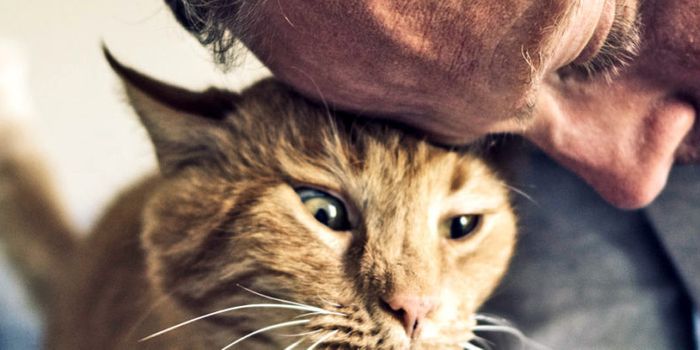 Drug seems to treat deadly heart disease in cats