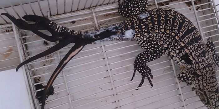 This Lizard Has Regenerated Six Tails At Once