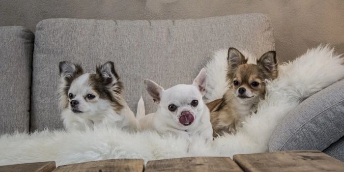 Small Dog Genetics Originated in Ancient Wolves