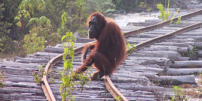 100,000 Bornean Orangutans Perished Between 1999 and 2015