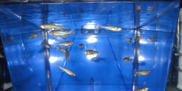 Zebrafish Teach Us More About Predictions