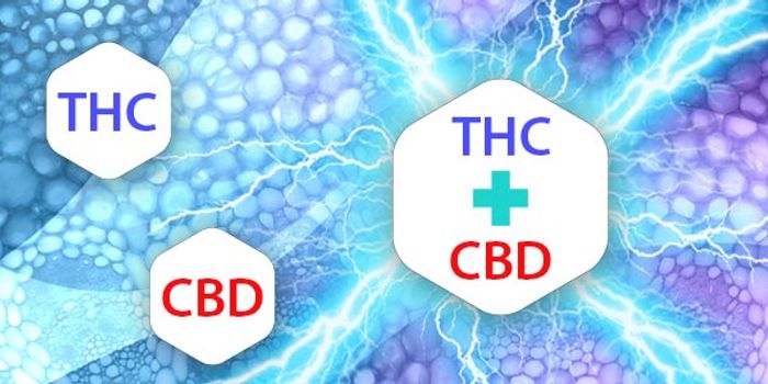 Cannabinoid Modulation: How CBD Negates THC