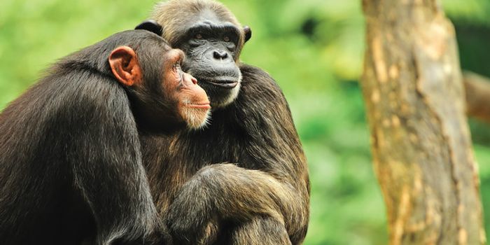 Illegal Great Ape Trade is More Widespread Than We Realize