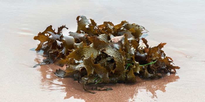 Seaweed Extract Outperforms Remdesivir in Blocking COVID-19