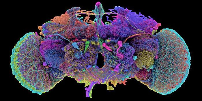 A Detailed Map of Cells & Synapses in the Fruit Fly Brain