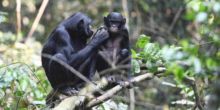 Bonobo Mothers Help Their Sons Find Mates