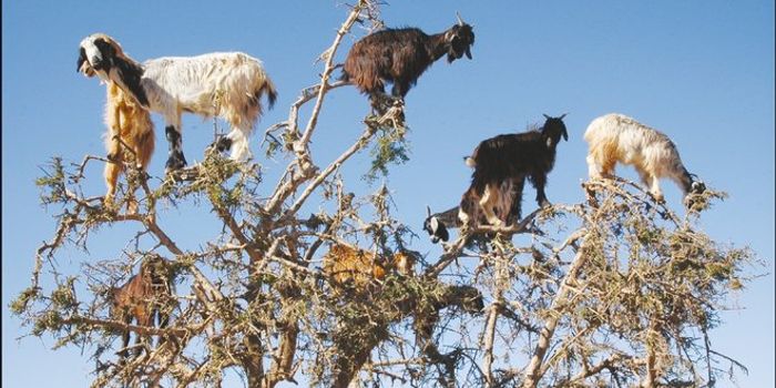 Tree-Climbing Moroccan Goats Disperse Tree Seeds by Spitting