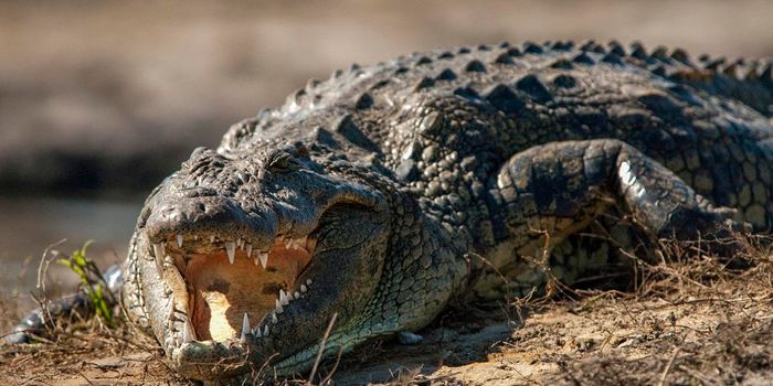 Killer Nile Crocodiles Have Reportedly Surfaced in the State of Florida