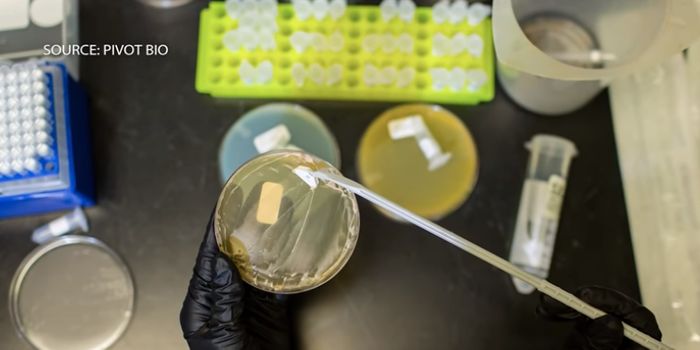 Reducing Pollution with Engineered Bacteria