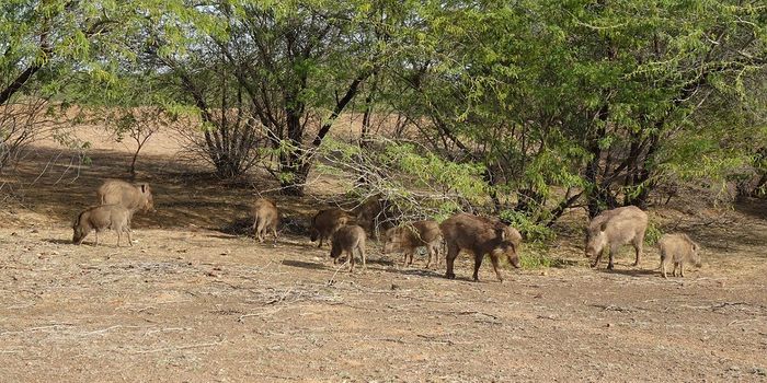 Swine Fever Threatens Critically Endangered Indian Hogs
