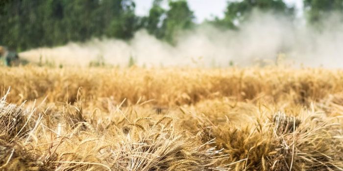 How are Gut Bacteria Affected by Synthetic Chemicals?