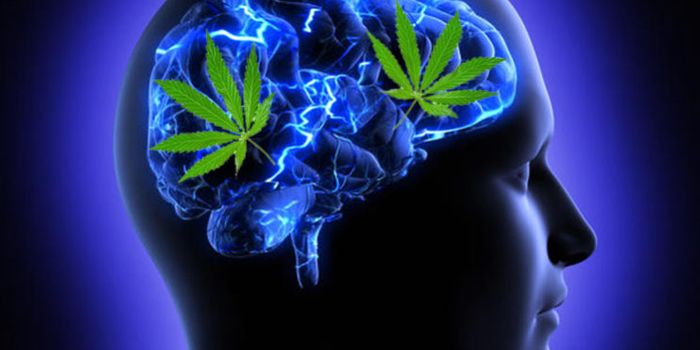 Cannabis Increases Cortical Activation