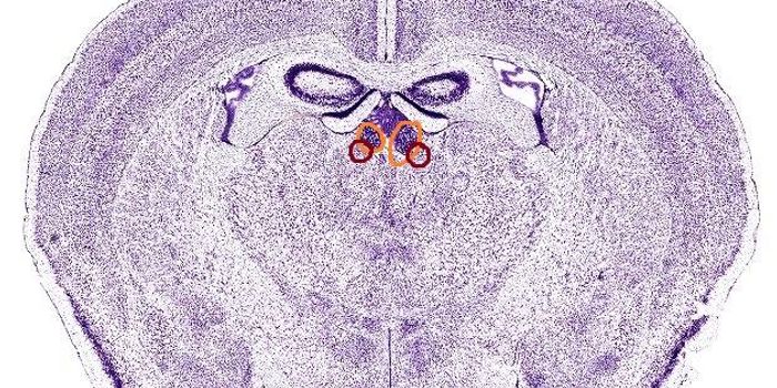 GABA Receptor Pathway in the Lateral Habenula May Provide a Novel Antidepressant Target