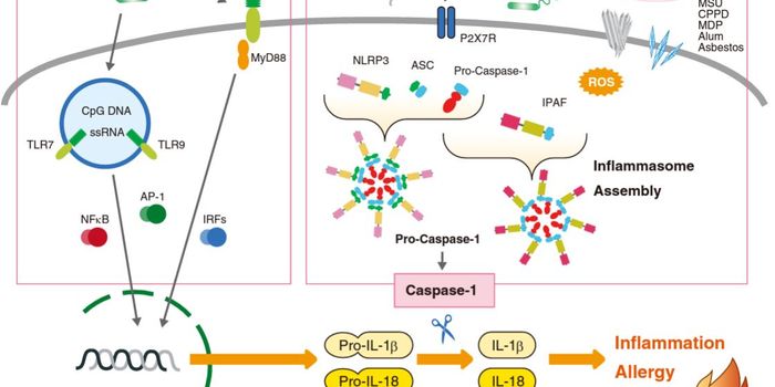 IL-18 Therapies Targeting Inflammatory Disease