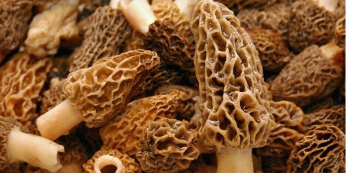 The Morel of the Story