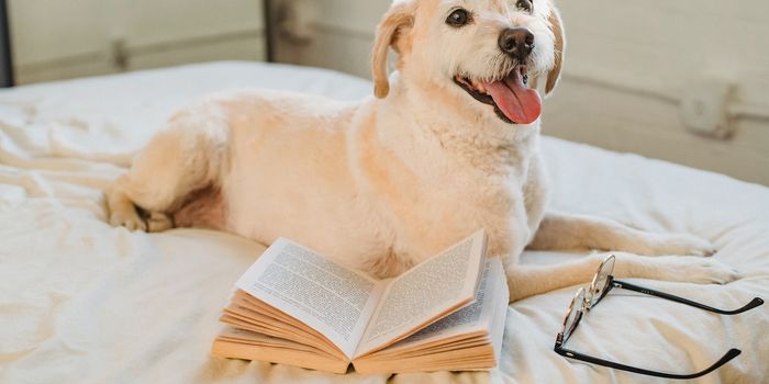 Smartest dog breed? Science may have the answer