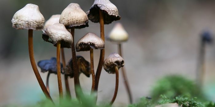 Cancer Patients with Depression Find 'Magic' in Mushrooms