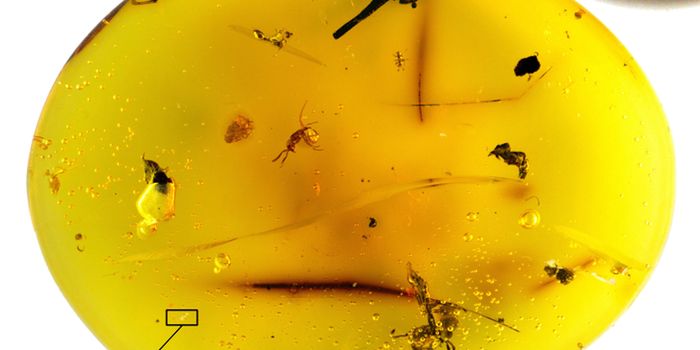 "Once-in-a-Generation" Discovery of New Tardigrade Species in Amber