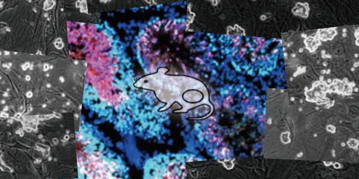 Low Sperm Production may be Linked to low Cell Energy