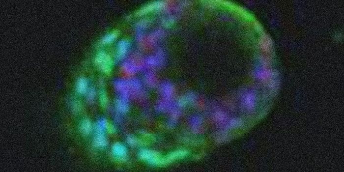 Scientists Develop First 3D Mammary 'Organoid'