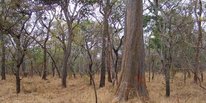 African savannas are emitting three times the CO2 than thought