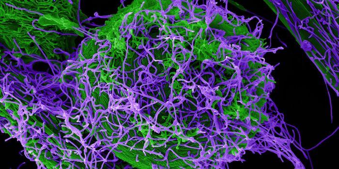In a First, Bat Stem Cells Created to Study Virus Ecology