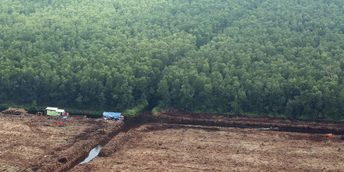 8.7 gigatons of carbon: the damage that Southeast Asia's damaged peatlands could do